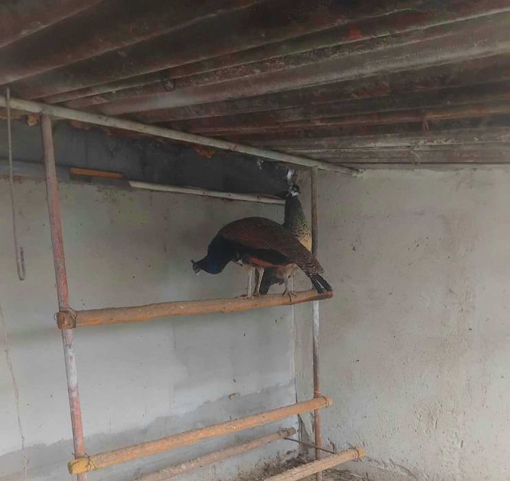 Двойка пауни....