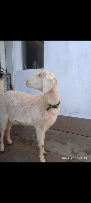 Capră anglonubiană prima fătare gestantă