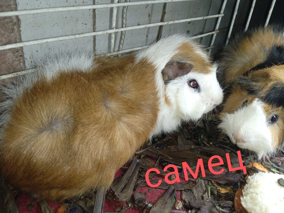 Продам морских свинок