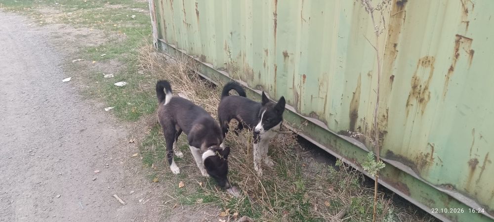 Продам щенят лайки