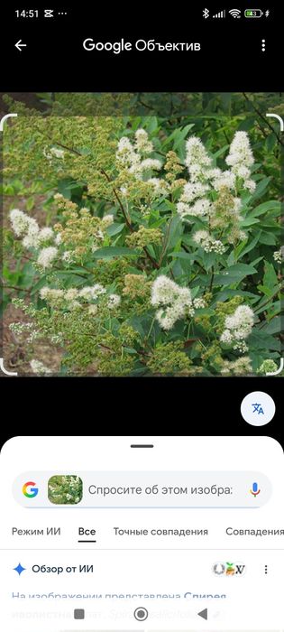 Многолетнии цветы