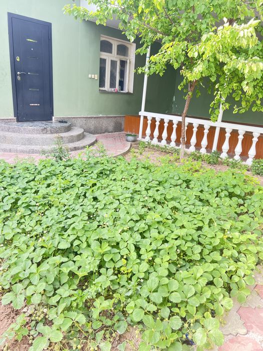 Чирчикда аранча ховли уй сотилади