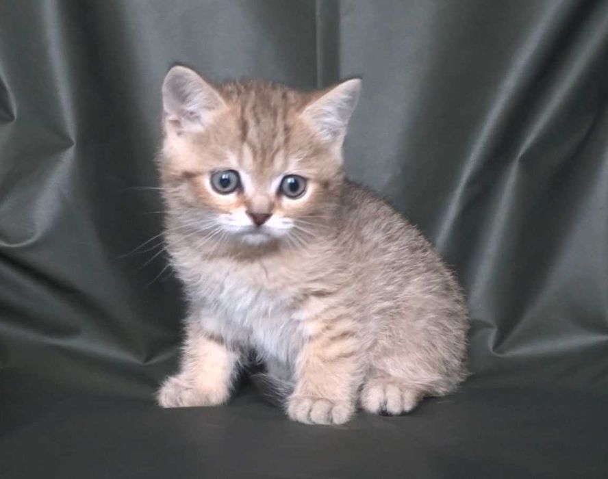 Шотландско и Британски късокосмести котенца