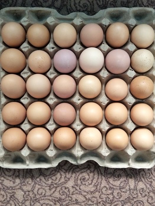 Продам домашние яйца