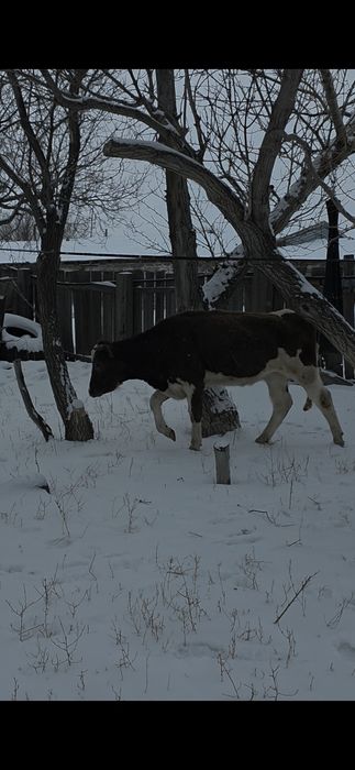 Голштин таза 1.5жылдыктар сатылады