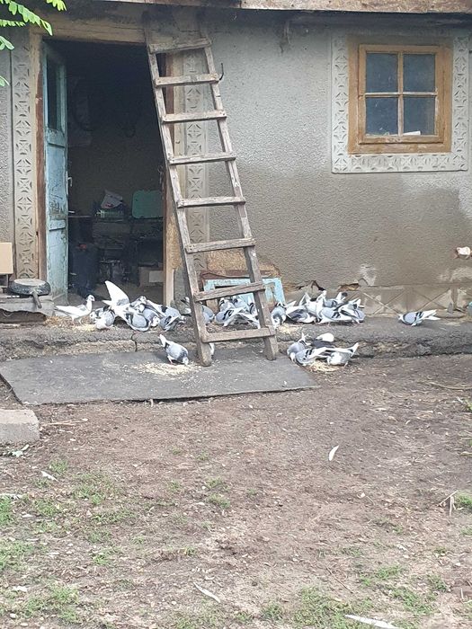 Vând porumbei jucători