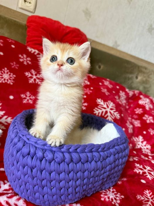 В наличии котята золотые Шиншиллы