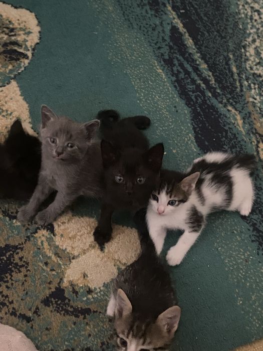 3 девочки, 2 мальчики , котенки