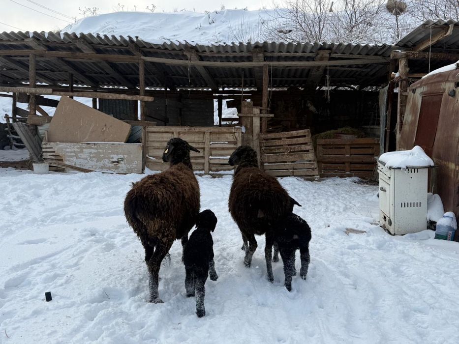 2 бас козлы кой жас малдар багасы 150 мын 4 бас буаз кой 85 мын