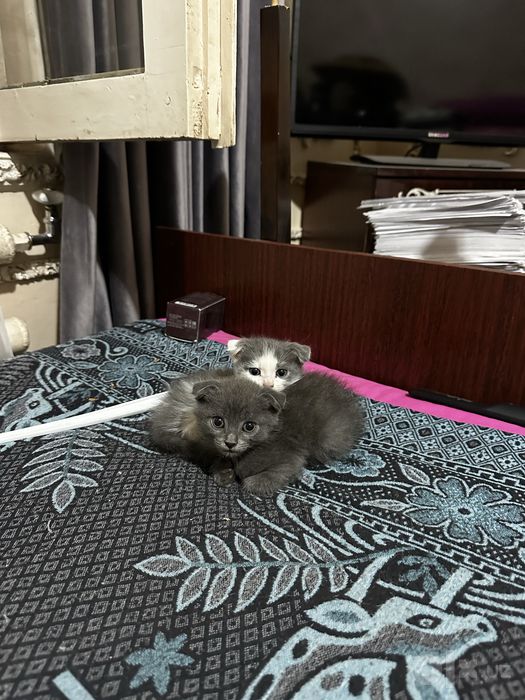 Mushuk bolalari kimga kerak tekinga beramiz