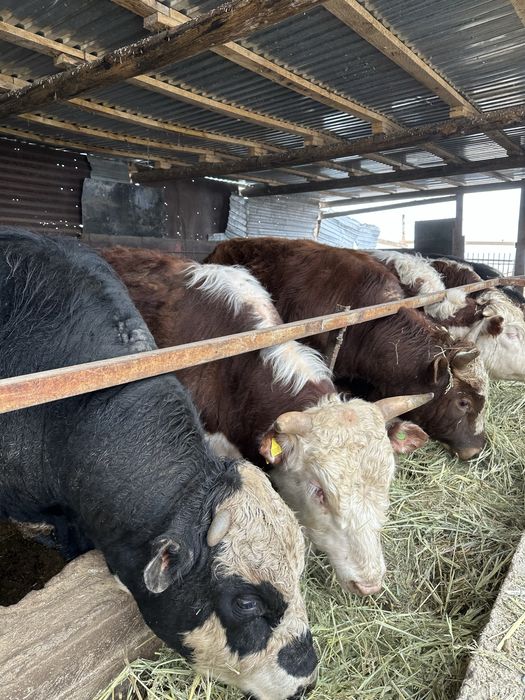 Продаю 6 белоголовых быков