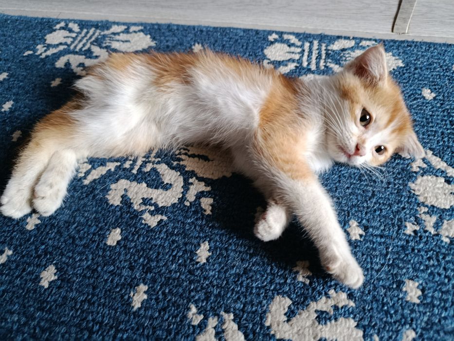 Отдадим котенка в хорошие руки