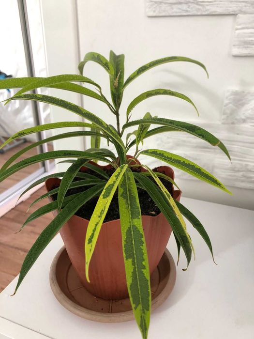 фикус амстел грин голд