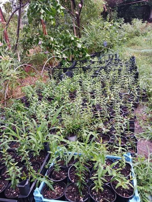 Нар-Punika granatum