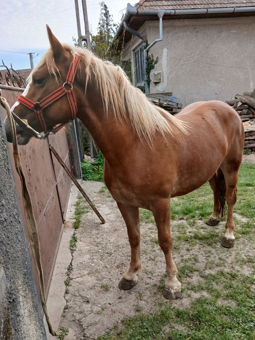 Manza tânără de 18 luni