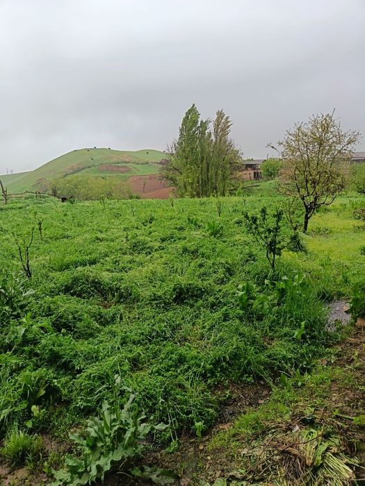 Juma bozordan bosh yer