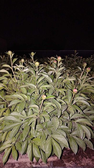 Pion kochat sotaman dexqonchili