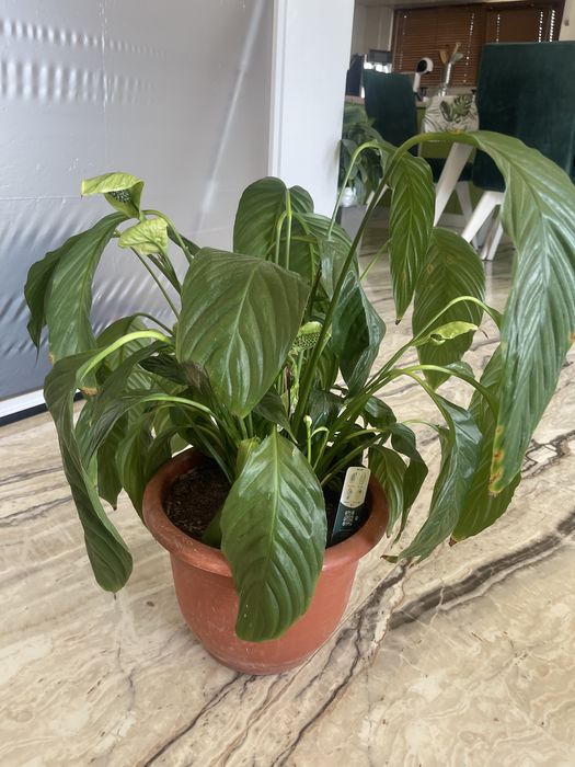 Planta de apartament Crinul pacii