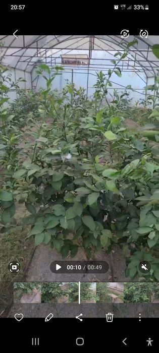 Теплица для агарода