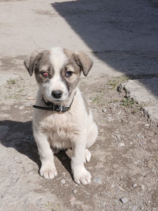 Pui de câine spre adopție