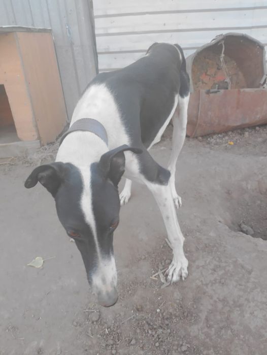 Грейхаунд продаю