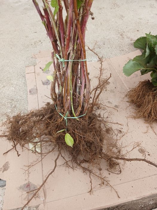 Продавам разсад Ягоди и Малини