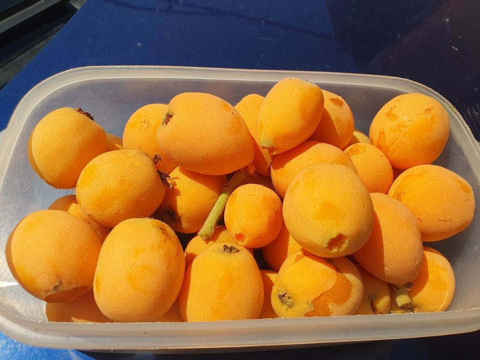 Японска мушмула - фиданки