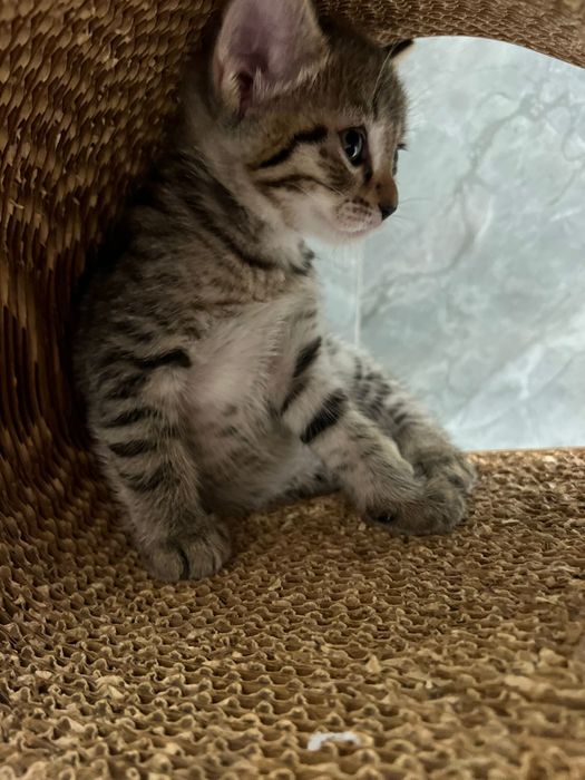Отдаём котят в добрые руки