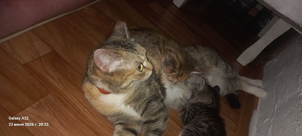 Котята отдам в добрые руки