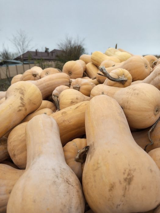 Dovleci plăcintari Matilda f1