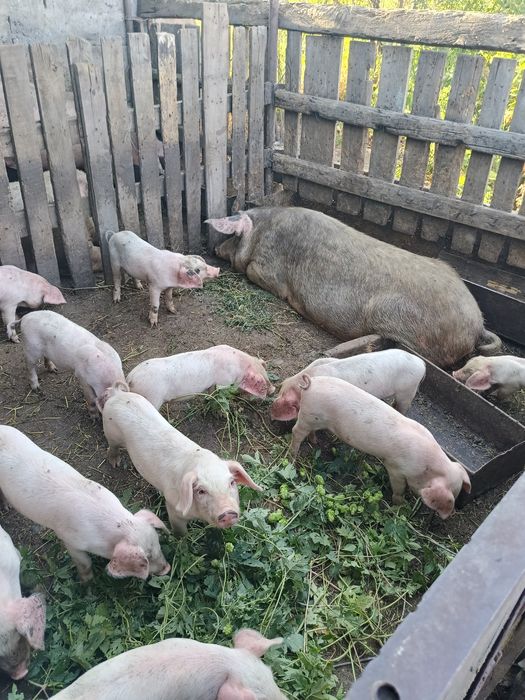 Продам поросят 1,5месяц