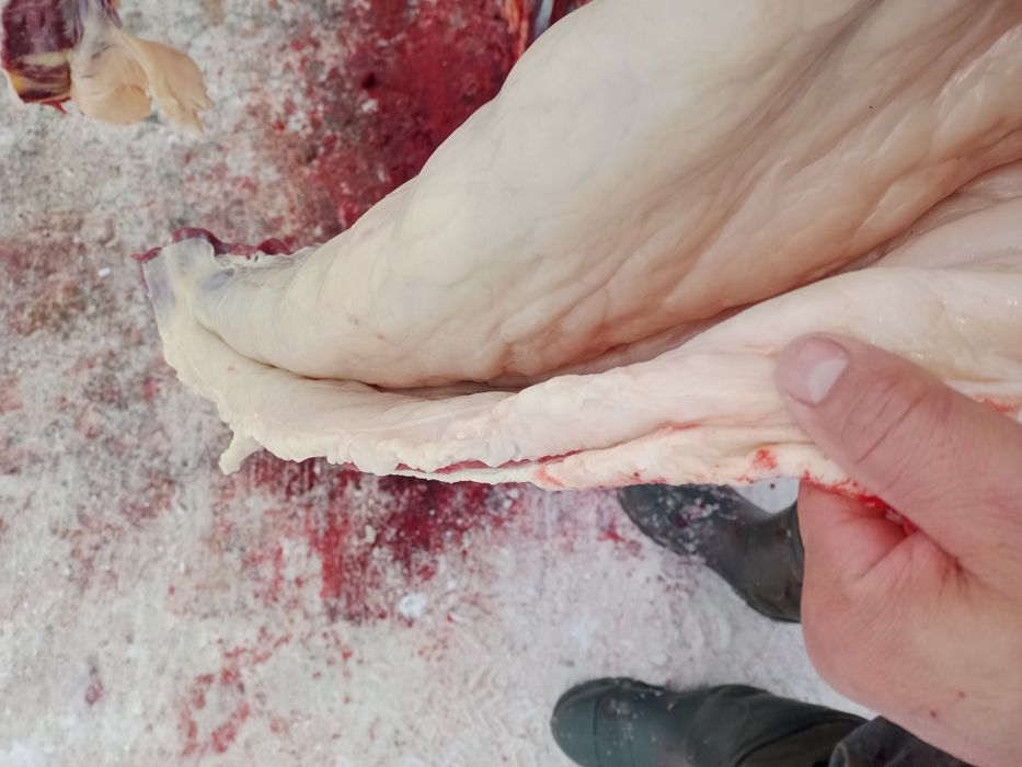 Продам соғым .Жылқы сатылады