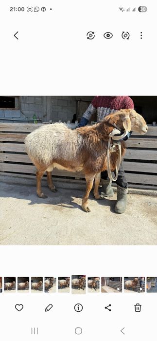 Продам Арашан Кашкар