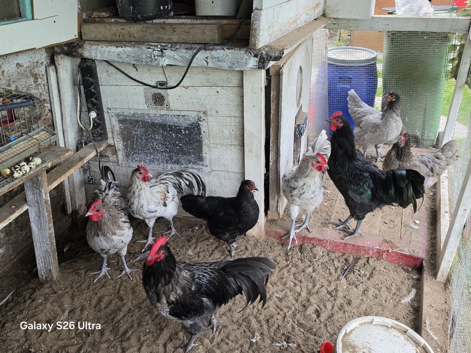 Cocosi Australorp