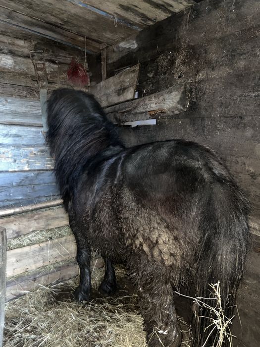 Vand sau schimb armasar de 3 ani 40 de milionae negociabil