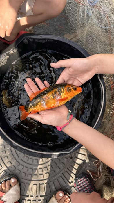 Японские Карпы Кои