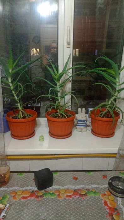 Алоэ вера 3 года