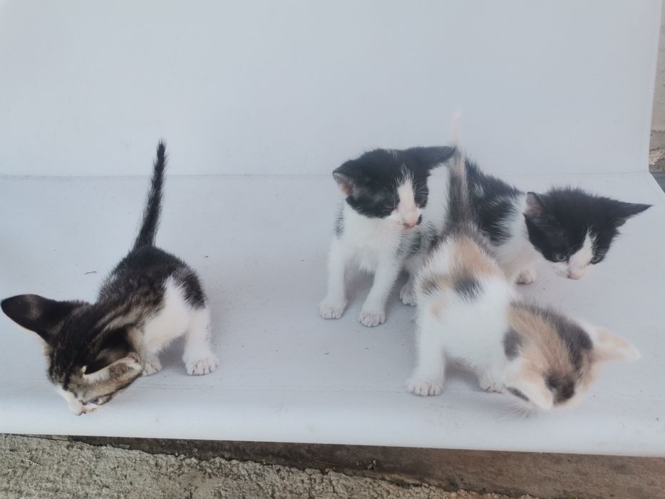 3 motani și o pisicuță spre adopție