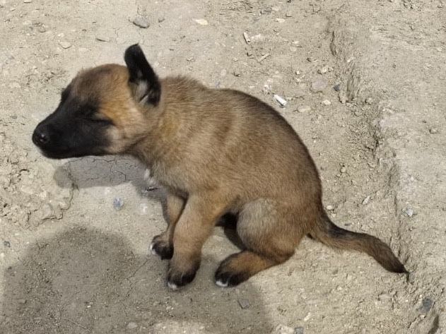 Отдам щенят в хорошие руки