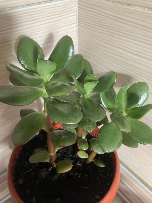Продам комнатный цветок Толстянка