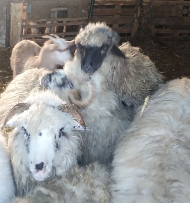 Vând mieluțe și oi