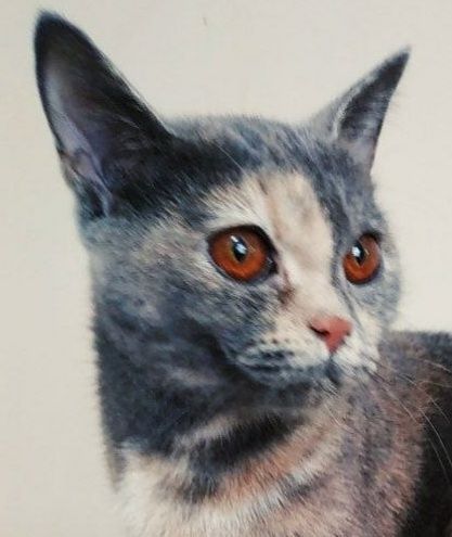 Отдам даром кошку британская