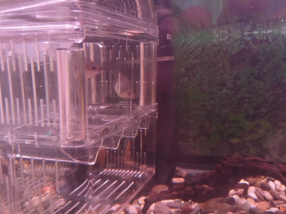 Мальки Гуппи,
Моллинезии, Пицилее, Меченосцев