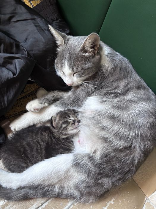 Кошечка с котенком ищут дом