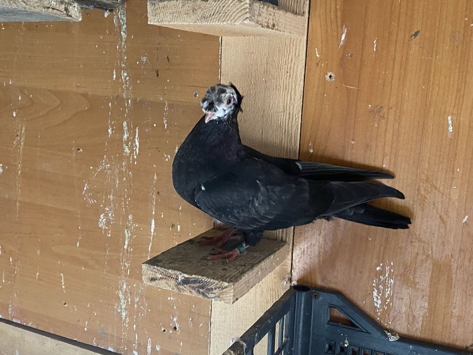 Jucator bimotat de ardeal