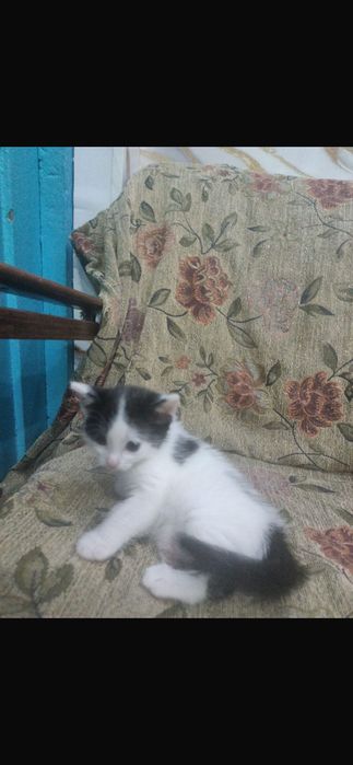 Маленькие котята