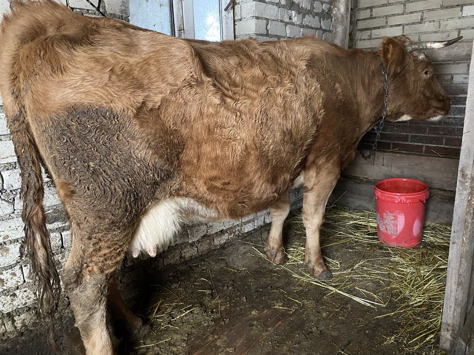 Сүтті сиыр сатылады