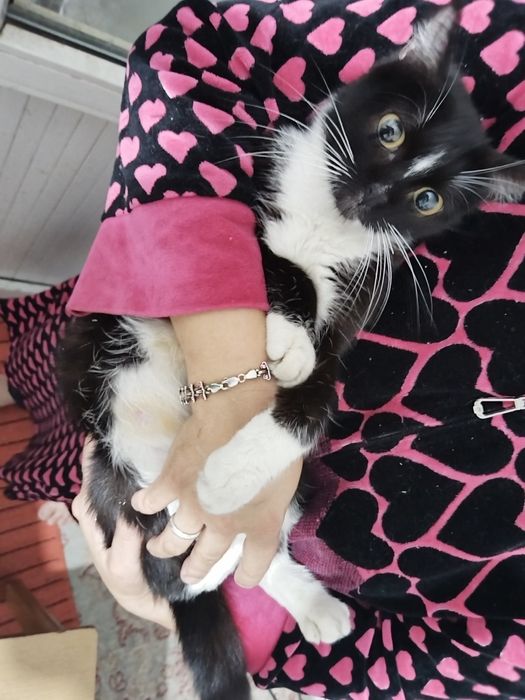 Тегін мысықтар хабарласыңыздар