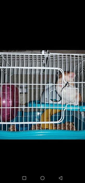 Красивый хомячок с клеткой