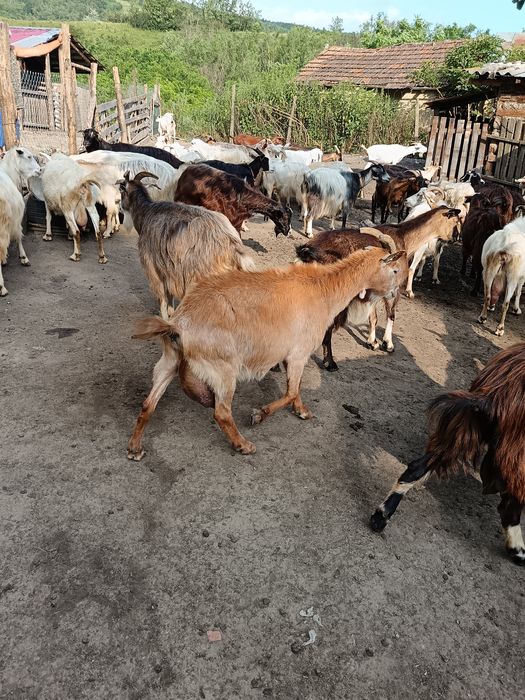 Capre de vanzare bune de lapte